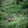 sonntag-im-wald-2754.jpg