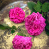 marias-rosen-7645.jpg