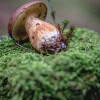 sonntag-im-wald-2721.jpg