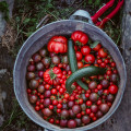 #tomaten-2305.jpg