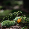 sonntag-im-wald-2716.jpg