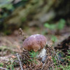sonntag-im-wald-2740.jpg