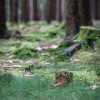 sonntag-im-wald-2747.jpg