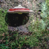 sonntag-im-wald-2762.jpg