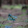 sonntag-im-wald-2739.jpg