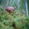 sonntag-im-wald-2726.jpg