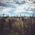 mühlenlott-fb-9553.jpg