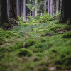 sonntag-im-wald-2702.jpg