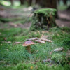 sonntag-im-wald-2734.jpg
