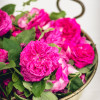 marias-rosen-7646.jpg
