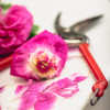 marias-rosen-7652.jpg