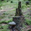 sonntag-im-wald-2717.jpg
