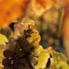 04-Herbsttraube-orange-7254-.jpg
