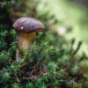 sonntag-im-wald-2722.jpg