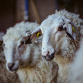 #rohwollkampagne-schur-7157.jpg
