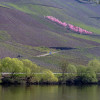 02-Weibergspfirsiche-in-Erden-9366-.jpg