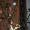 lott15-5485.jpg