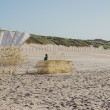 Theo-Jansen-Strandbeests_2016-08-12-7756.jpg