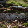 sonntag-im-wald-2708.jpg