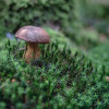 sonntag-im-wald-2719.jpg