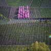 03-Weinbergspfirsiche-Erden-9345-.jpg