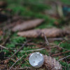 sonntag-im-wald-2707.jpg