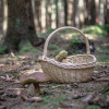 sonntag-im-wald-2736.jpg