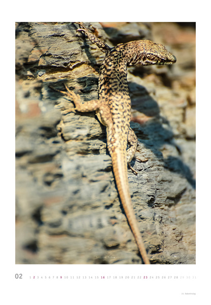 kalender gross web 02 2014