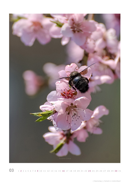 kalender gross web 03 2014
