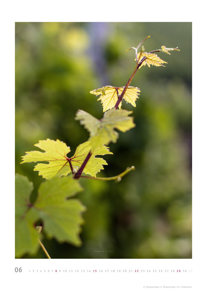 kalender gross web 06 2014